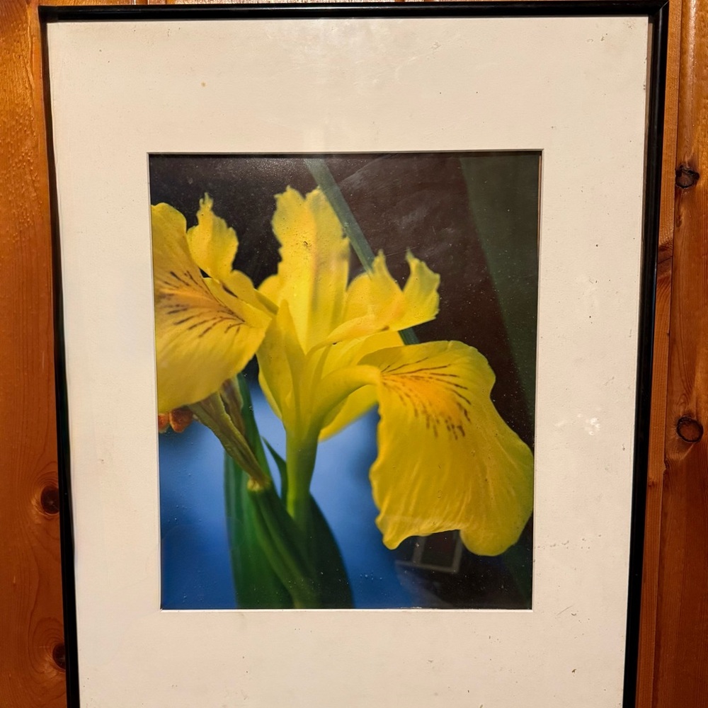 Original Photograph Yellow Iris Photograph